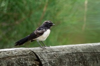 Pavik cernobily - Rhipidura leucophrys - Willie-wagtail o7684